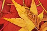 Conifer Needles on Yellow & Red Maple Leaves #3